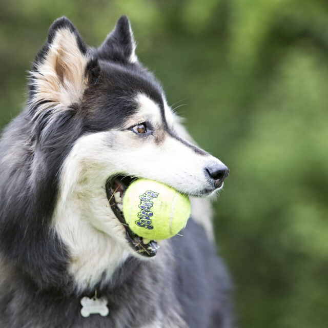 Kong Air Dog Tennis Ball With Squeaker Medium 3τμχ - Image 2